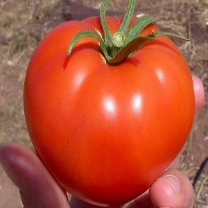 Salatalar ve konserveler için yalan çeşidi - hibrit domates Malva f1
