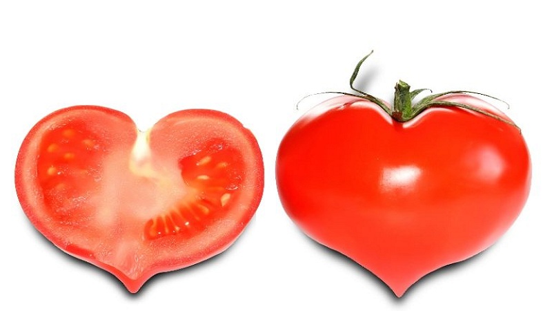 Ležící odrůda na saláty a konzervace - hybridní rajče Malva f1