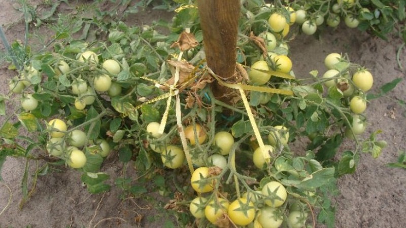 Plenna odmiana o oczywistej nazwie - pomidor Najwyraźniej niewidoczny: ustanowiliśmy rekordy plonów