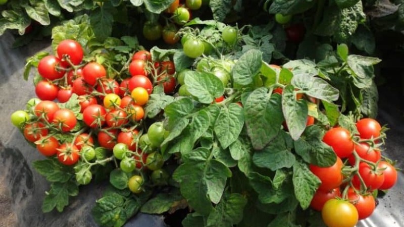 Một giống sung mãn có tên tự giải thích - cà chua Rõ ràng là vô hình: chúng tôi lập kỷ lục về năng suất