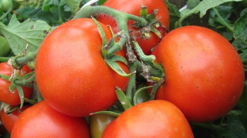 En produktiv sort med ett självförklarande namn - tomat Tydligen osynligt: ​​vi sätter rekord för avkastning