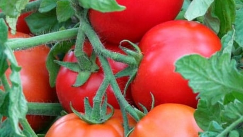 Một giống sung mãn có tên tự giải thích - cà chua Rõ ràng là vô hình: chúng tôi lập kỷ lục về năng suất