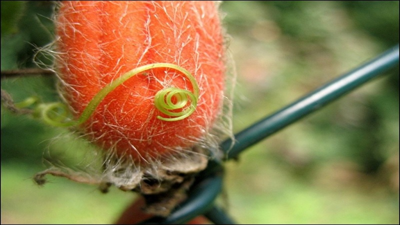 Vad är röda gurkor (Tladianta tvivelaktigt), vad är de bra för och vad man ska göra med dem