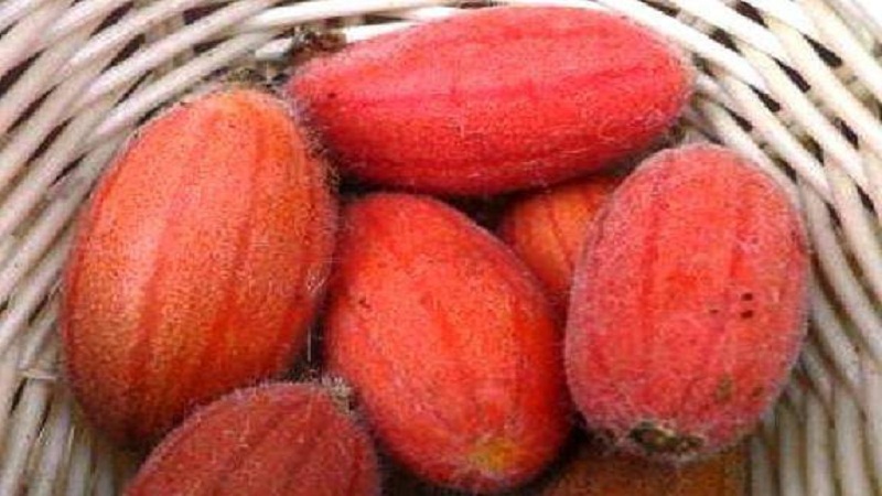 Hva er røde agurker (Tladianta Doubtful), hva er de gode for og hva de skal gjøre med dem