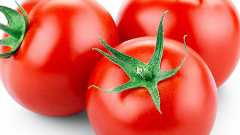 Un ibrido persistente da allevatori giapponesi - Michelle tomato f1: cresce da solo senza problemi