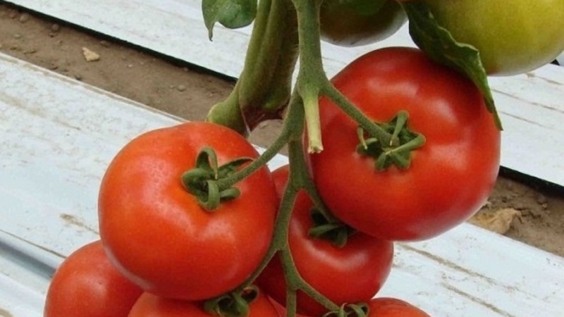 Um híbrido persistente de criadores japoneses - Michelle tomato f1: cresça por conta própria sem complicações