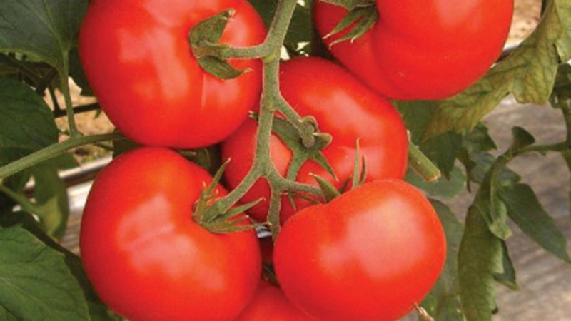 En vedvarende hybrid fra japanske oppdrettere - Michelle tomat f1: vokse på egenhånd uten problemer