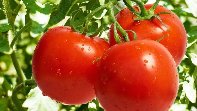 Un ibrido persistente degli allevatori giapponesi - Michelle tomato f1: cresce da solo senza problemi