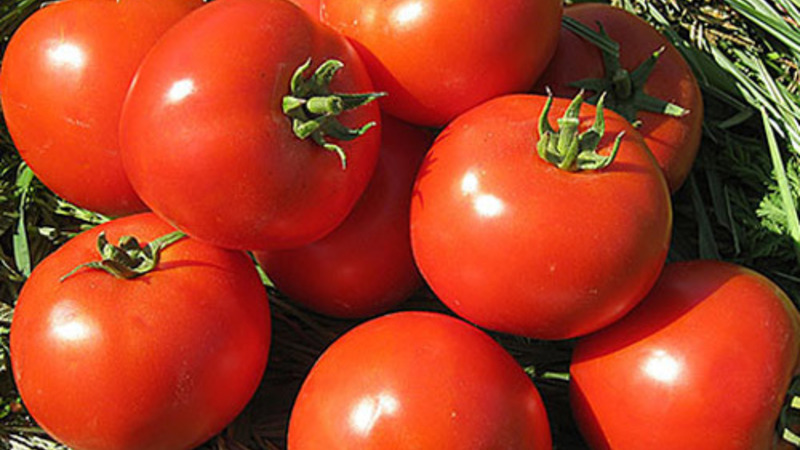 En vedvarende hybrid fra japanske oppdrettere - Michelle tomat f1: vokse på egenhånd uten problemer
