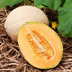 Wie man getrocknete Melone zu Hause kocht