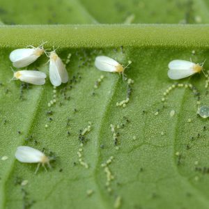 How to protect yourself from pepper pests in a greenhouse