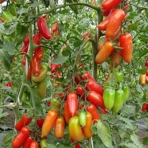 High and long-term productivity with proper care - Khokhloma tomato and the secrets of its cultivation