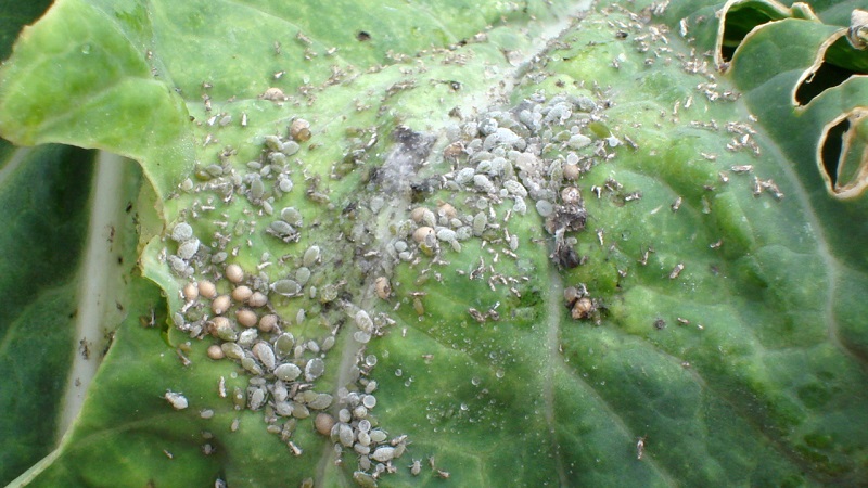 Comment traiter les pucerons sur les concombres dans une serre: méthodes efficaces et mesures préventives
