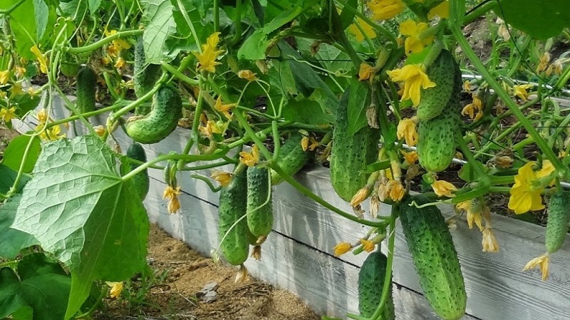 Hoe u de opbrengst van komkommers buitenshuis kunt verhogen met behulp van eenvoudige maar zeer effectieve methoden