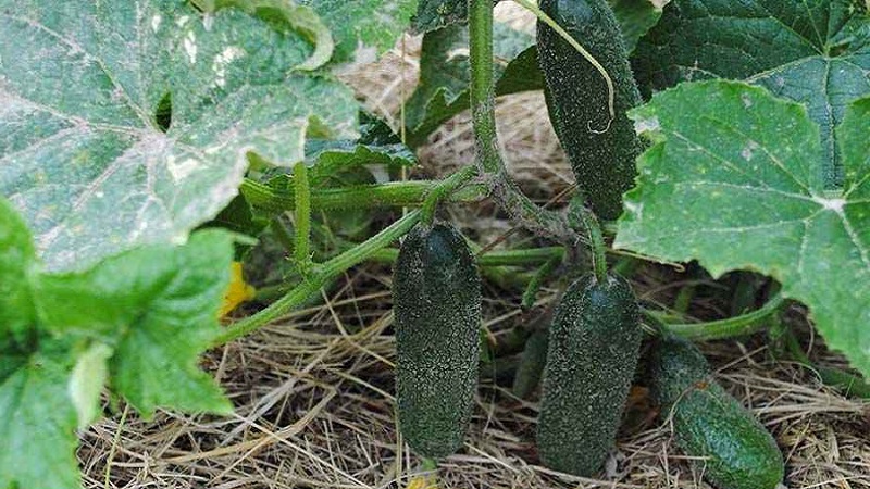 Hoe u de opbrengst van komkommers buitenshuis kunt verhogen met behulp van eenvoudige maar zeer effectieve methoden