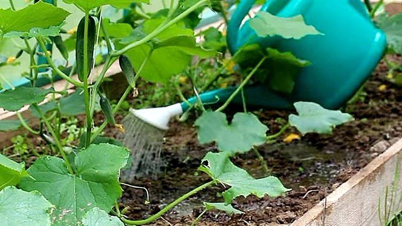 Comment augmenter le rendement des concombres à l'extérieur en utilisant des méthodes simples mais très efficaces