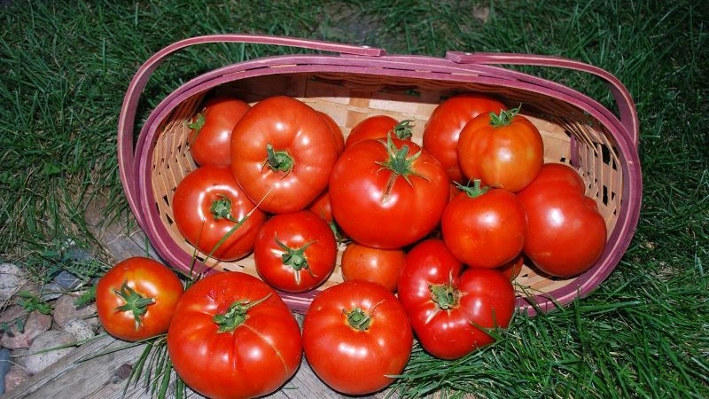 Dutch tomato Big Beef F1: ce que les jardiniers pensent de l'hybride néerlandais et conseils pour la culture
