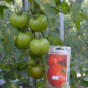 Dutch tomato Big Beef F1: ce que les jardiniers pensent de l'hybride néerlandais et conseils pour la culture