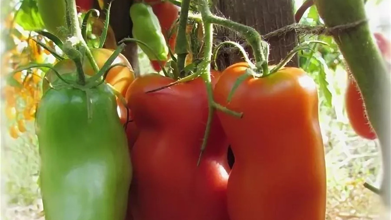 Por que a pérola do tomate da Sibéria definitivamente não irá decepcioná-lo: as vantagens e desvantagens de uma variedade que oferece uma rica colheita