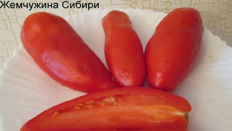 Warum die Perle der Sibirien-Tomate Sie definitiv nicht enttäuschen wird: die Vor- und Nachteile einer Sorte, die eine reiche Ernte liefert