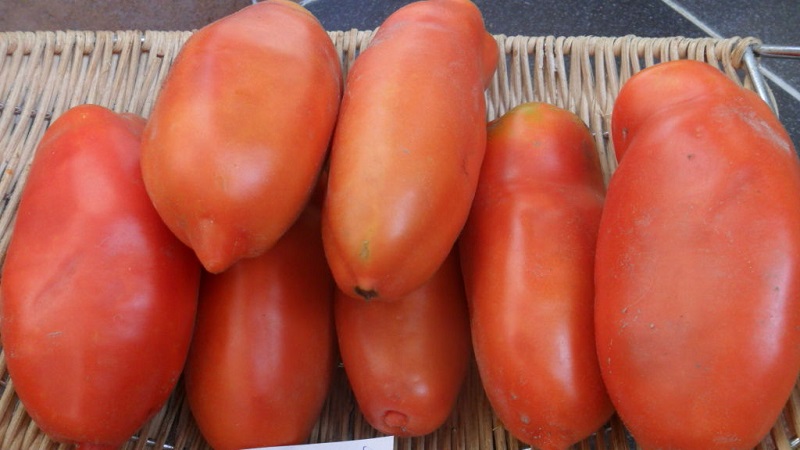 Por que a pérola do tomate da Sibéria definitivamente não irá decepcioná-lo: as vantagens e desvantagens de uma variedade que oferece uma rica colheita