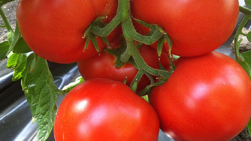 ידהים אותך עם התשואה והטעם שלה - Belle f1 עגבניות וסודות הטכנולוגיה החקלאית של גננים מנוסים