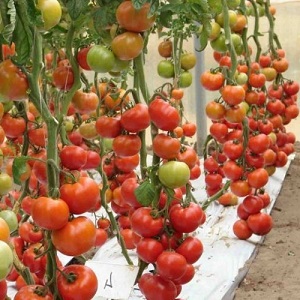ידהים אותך עם התשואה והטעם שלה - Belle f1 עגבניות וסודות הטכנולוגיה החקלאית של גננים מנוסים