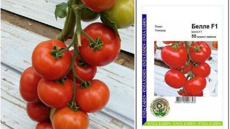 Vous surprendra par son rendement et son goût - Tomate Belle F1 et les secrets de la technologie agricole de jardiniers expérimentés
