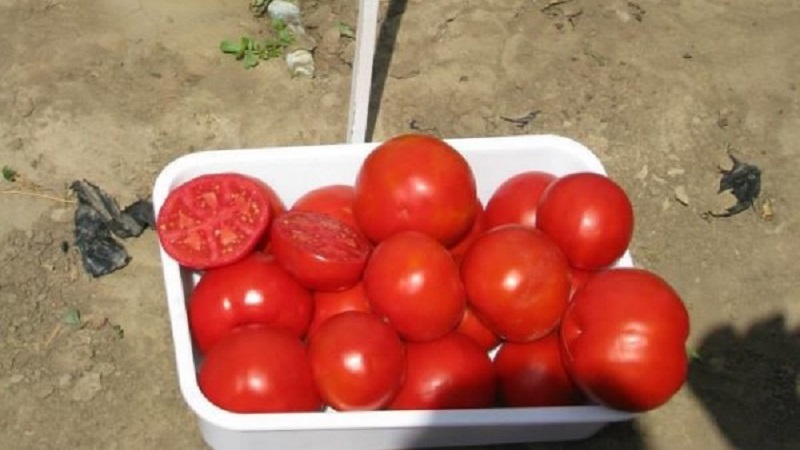 En utmärkt hybrid för öppen mark - Shedi lady tomat f1: vi odlar opretentiösa tomater utan krångel