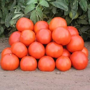 هجين ممتاز للأرض المفتوحة - Shedi lady Tomato f1: نزرع طماطم متواضعة دون متاعب