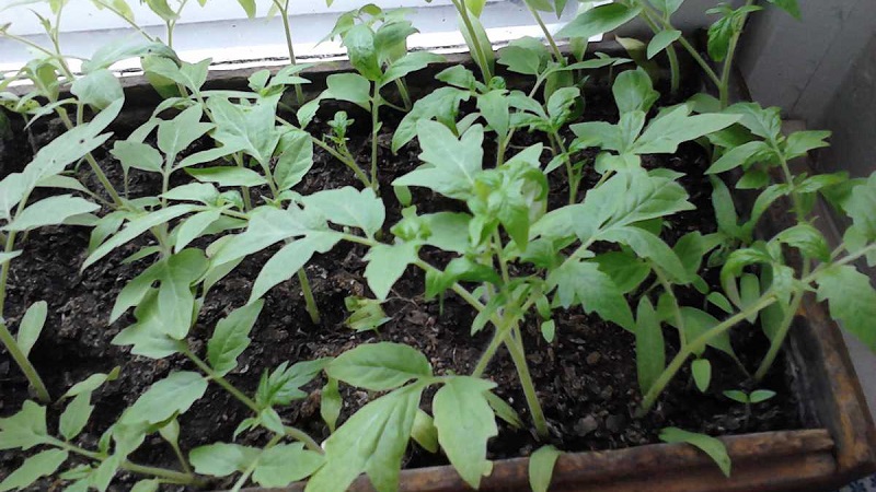 Một giống lai tuyệt vời cho đất trống - cà chua quý bà Shedi f1: chúng tôi trồng cà chua thanh lịch mà không gặp rắc rối