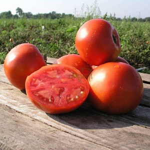 Un hibrid excelent pentru pământ deschis - Shedi lady tomate f1: cultivăm roșii nepretențioase fără probleme