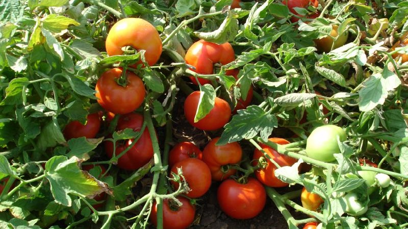 Một giống lai tuyệt vời cho đất trống - cà chua quý bà Shedi f1: chúng tôi trồng cà chua thanh lịch mà không gặp rắc rối