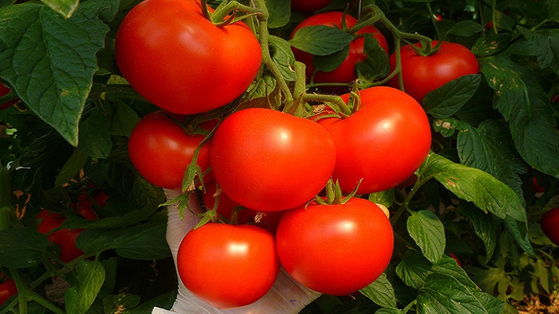 Sulu ve tatlı domatesleri erken hasat etmek istiyorsanız - çok fazla uğraşmadan Aigen's domates f1'i büyütün