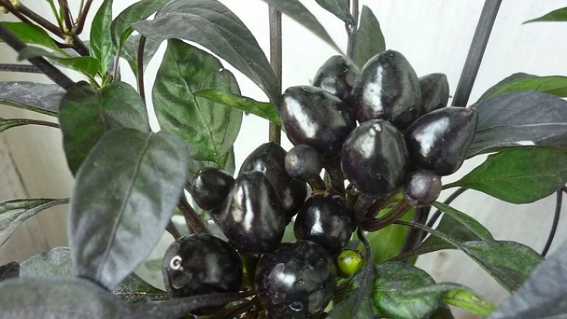 Şaşırtıcı dekoratif biber Kara Prens: egzotik bir bitki yetiştirin