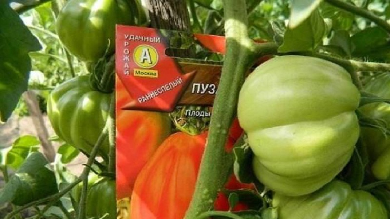 Có đáng để thử trồng cà chua Puzata khata không và nó có thể hấp dẫn người mới bắt đầu và nông dân có kinh nghiệm như thế nào