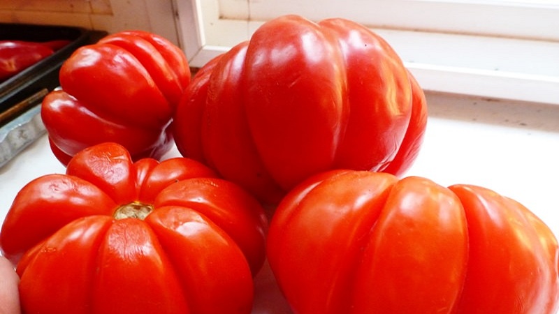 Có đáng để thử trồng cà chua Puzata khata không và nó có thể hấp dẫn người mới bắt đầu và nông dân có kinh nghiệm như thế nào