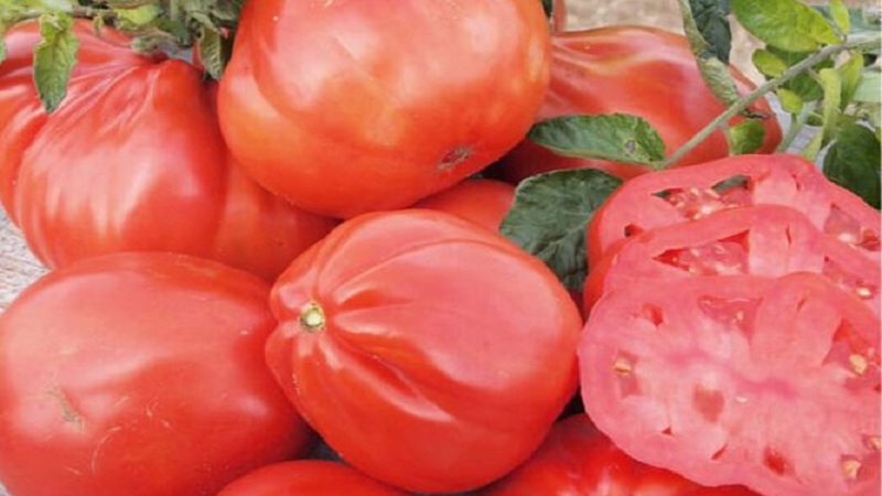 Bir Puzata khata domatesi yetiştirmeye değer mi ve yeni başlayanlara ve deneyimli çiftçilere nasıl hitap edebilir?