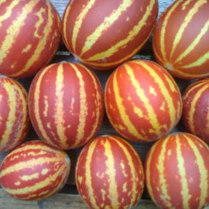 Isang kakaibang prutas na may isang hindi pangkaraniwang hitsura at kagiliw-giliw na panlasa - Vietnamese melon