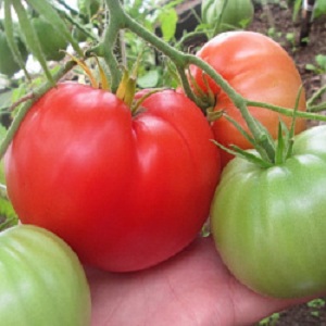 Odmiana sałat z mięsistym miąższem - pomidor Malinowy świt