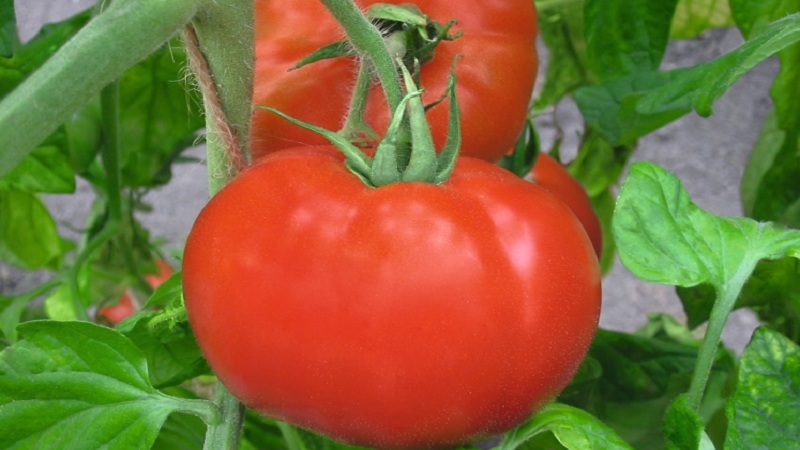 Ankstyvas prinokęs hibridas pietiniams šalies regionams - pomidorų Polonaise f1 ir jo derliaus padidinimo paslaptys