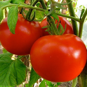 Varhainen kypsä hybridi maan eteläalueille - tomaatti Polonaise f1 ja salaisuuden kasvattaa satoa