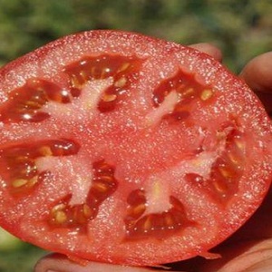 Een vroege rijpe hybride voor de zuidelijke regio's van het land - tomaat Polonaise f1 en de geheimen van het verhogen van de opbrengst