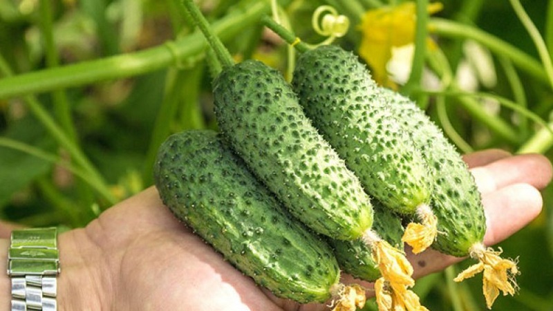 Yeni, ancak umut verici ve birçok bahçıvanın kalbini kazanmayı başaran Shosha salatalık çeşidi