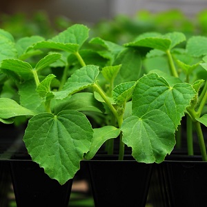 Nauja, tačiau daug žadanti ir sugebėjusi laimėti daugelio sodininkų širdis - „Shosha“ agurkų veislė