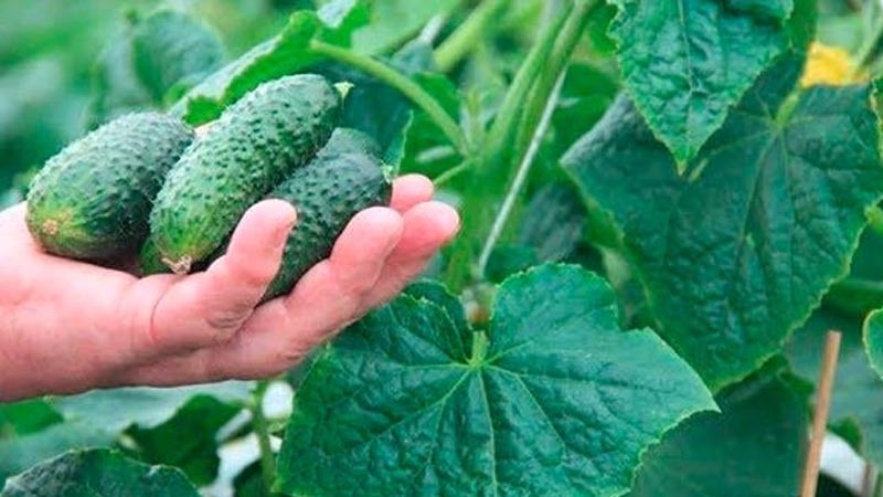 Een nieuwe, maar veelbelovende en erin geslaagd om de harten van veel tuinders te winnen, de Shosha-komkommersoort