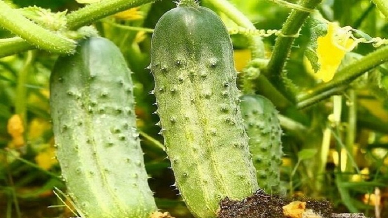 Een nieuwe, maar veelbelovende en erin geslaagd om de harten van veel tuinders te winnen, de Shosha-komkommersoort