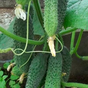Una nuova, ma promettente e riuscita a conquistare il cuore di molti giardinieri, la varietà di cetriolo Shosha