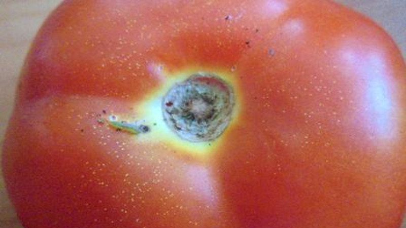 Taistelemme tuholaisia ​​vastaan ​​helposti ja tehokkaasti: miten matoiset tomaatit jalostetaan satoasi varten