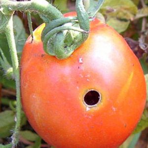 Nous combattons les ravageurs facilement et efficacement: comment traiter les tomates vermifuges pour sauver votre récolte